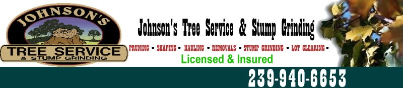 This is the official tree trimmer for the Florida State Mysore Fig Tree.